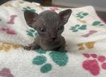 Male bambino - Bambino Kitten For Sale - Chicago, IL, US