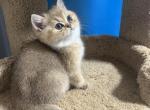 Samara - British Shorthair Kitten For Sale - Renton, WA, US