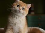 2 British golden boys - British Shorthair Kitten For Sale - Charlotte, NC, US