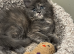 Willow & Chatham - Maine Coon Kitten For Sale - Fall River, MA, US