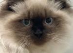 Rayna - Ragdoll Kitten For Sale - 