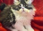 Scarletts babies - Persian Cat For Sale - South Boston, VA, US