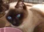 Siamese Reduced - Siamese Cat For Sale - Walterboro, SC, US