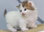 Romeo - Munchkin Kitten For Sale - Miami, FL, US