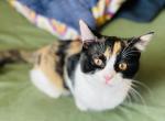Calico Beautiful Scottish Straight - Scottish Straight Kitten For Sale - Springdale, AR, US