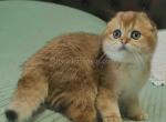 Los Angeles Fedor orange golden shaded baby boy - Scottish Fold Cat For Sale - CA, US