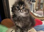 Jessica - Scottish Fold Kitten For Sale - Brooklyn, NY, US