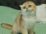 Fiona golden shaded ny 11 scottish fold baby girl - Scottish Fold Cat For Sale - CA, US