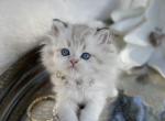 LH Highland Straight girl - Scottish Straight Kitten For Sale - Sun City Center, FL, US