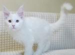 Pearl - Maine Coon Cat For Sale - Hollywood, FL, US