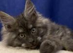 Ferdinand - Maine Coon Cat For Sale - Hollywood, FL, US