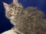 Freya - Maine Coon Cat For Sale - Hollywood, FL, US