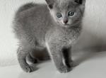 Nikos - Russian Blue Kitten For Sale - Norwalk, CT, US