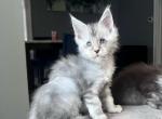 Silver Ticked - Maine Coon Kitten For Sale - La Porte, IN, US
