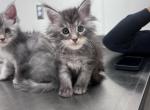 Silver Tabby - Maine Coon Kitten For Sale - La Porte, IN, US