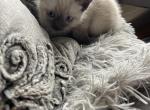 Siamese blue point - Siamese Kitten For Sale - Lombard, IL, US