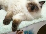 Siberian male - Siberian Cat For Sale - MI, US