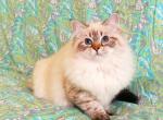 Siberian female - Siberian Cat For Sale - MI, US