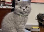 Daisy Momma Bear 4 - Scottish Fold Kitten For Sale - Philadelphia, PA, US