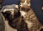 Litter B - Siberian Kitten For Sale - Bellingham, WA, US