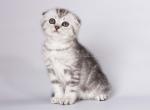 Runa tiger girl black silver tabby scottish fold - Scottish Fold Kitten For Sale - CA, US