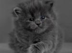 Girl 3 - Siberian Kitten For Sale - Brooklyn, NY, US