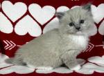 Sam - Ragdoll Kitten For Sale - Ocala, FL, US