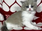 Sawyer - Ragdoll Kitten For Sale - Ocala, FL, US