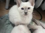 Maddie - Siamese Kitten For Sale - Philadelphia, PA, US