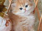 Ornella - British Shorthair Kitten For Sale - Miami, FL, US