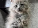 Danila - Maine Coon Kitten For Sale - Hollywood, FL, US