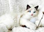 Lucky Seal bi color male - Ragdoll Cat For Sale - New York, NY, US