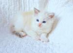 Dior blue lynx bi color male - Ragdoll Kitten For Sale - State College, PA, US