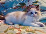 Bebe seal bi color male - Ragdoll Kitten For Sale - State College, PA, US