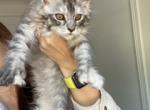 champion blood line - Maine Coon Kitten For Sale - 