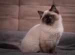 Barden - Ragdoll Cat For Sale - Miami, FL, US