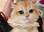 bessy - British Shorthair Kitten For Sale - Los Angeles, CA, US