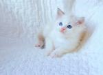 Dior blue lynx bi color ragdoll - Ragdoll Cat For Sale - Chicago, IL, US