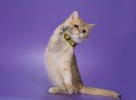 Princess - British Shorthair Kitten For Sale - Jersey City, NJ, US