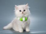Sir silver longhair - British Shorthair Kitten For Sale - Maryland City, MD, US