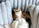 Adore - British Shorthair Kitten For Sale - Chicago, IL, US