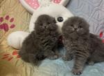 Blue bunnies - Scottish Fold Kitten For Sale - Fort Wayne, IN, US