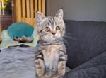 Coco puff - Munchkin Kitten For Sale - Sacramento, CA, US