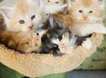 Litter J - Maine Coon Kitten For Sale - Chillicothe, MO, US