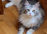 3 expected litters - Maine Coon Kitten For Sale - Vernal, UT, US