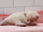 Reno of RomanovCats - Siberian Kitten For Sale - Ashburn, VA, US