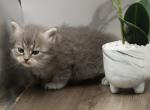 Salamanca Of RomanovCats - Siberian Kitten For Sale - Ashburn, VA, US