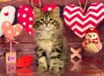 Joaquin - Siberian Kitten For Sale - Clintwood, VA, US