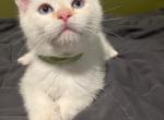 Flame Point Siamese Kitten and Blue Point Tortie - Siamese Kitten For Sale - Bridgeport, CT, US