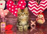 Judd - Siberian Kitten For Sale - Clintwood, VA, US